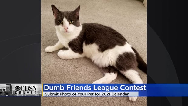 dumb friends league pet photo contest2 