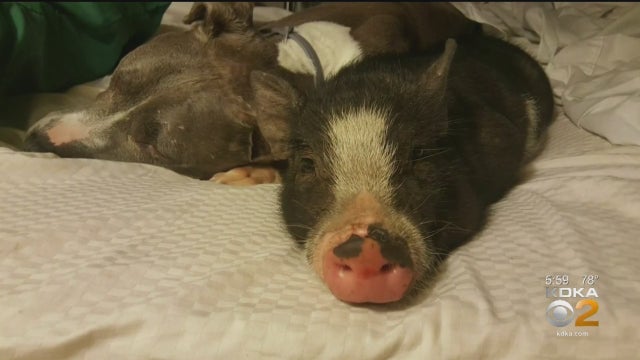 piglet.jpg 