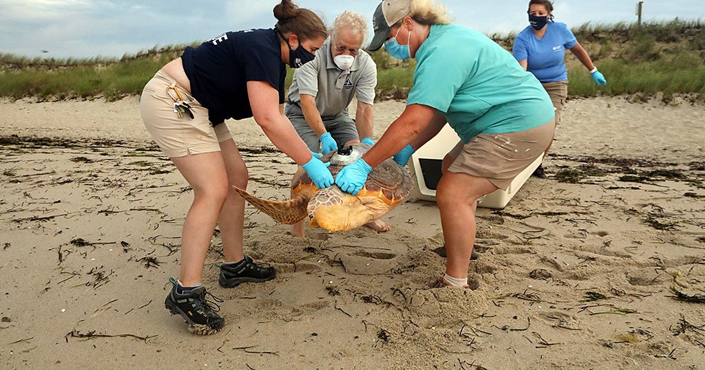 Aquarium Releases 2 Rescued Sea Turtles In Cape Cod - CBS Boston