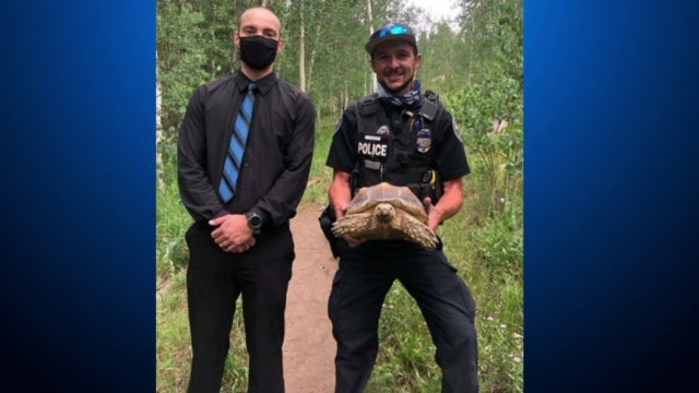 silverthorne-tortoise.jpg 