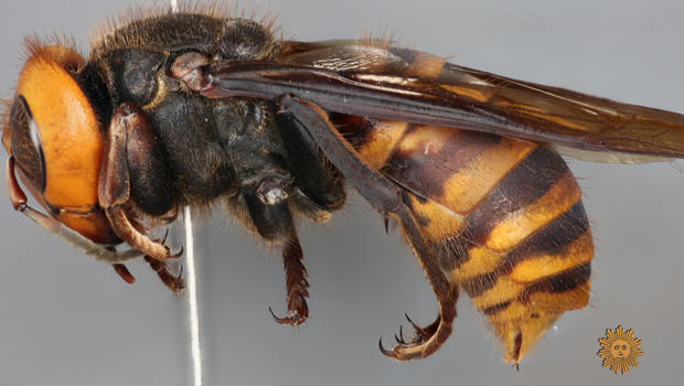 asian-giant-hornet-closeup-b-michael-gates-usda-620.jpg 