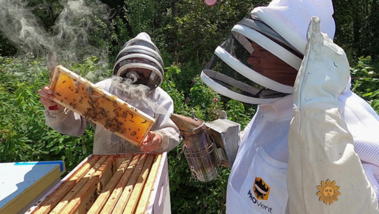 Invasion! The Threat From Asian Giant Hornets - CBS News