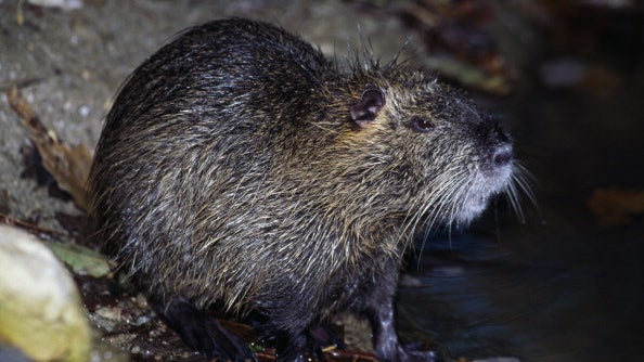 nutria-2.jpg 