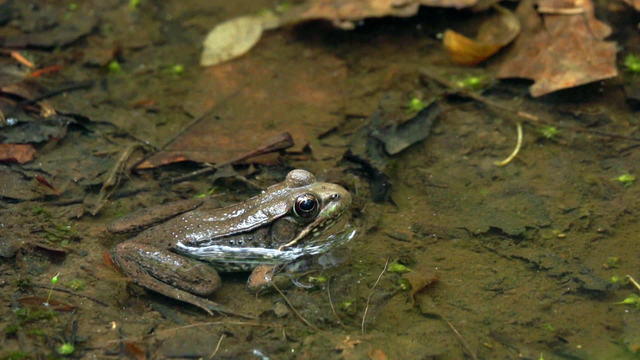 nature-frog-a1920-520524-640x360.jpg 