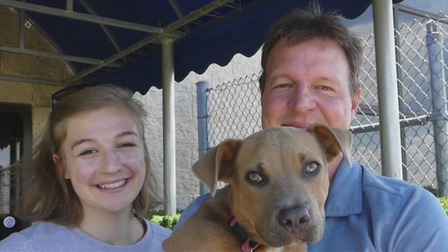 butler-county-pilot-rescue-dogs.jpg 