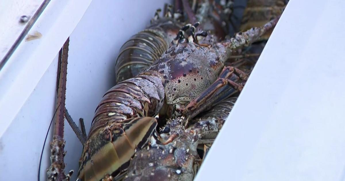 Stormy start to first day of lobster mini-season