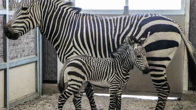 baby-Zebra.jpg 