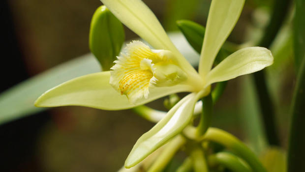 vanilla-orchid-620.jpg 