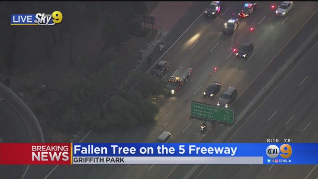 Griffith-Park-Fallen-Tree.jpg 