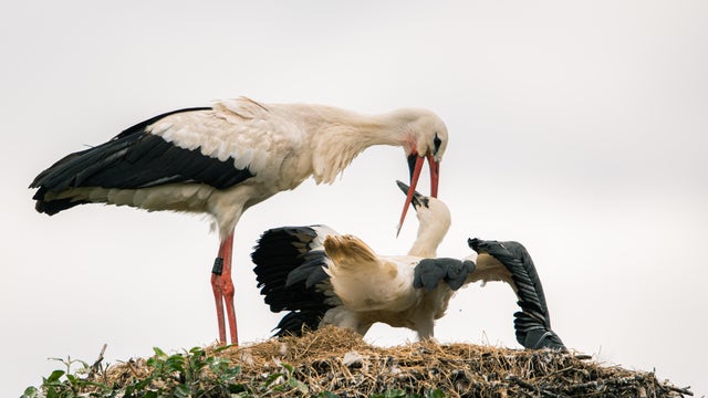 A home for hundreds of storks 