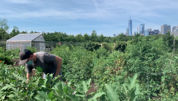 GrowNYC's Teaching Garden on Governors Island 