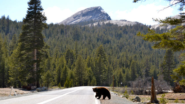 Yosemite-bear.jpg 