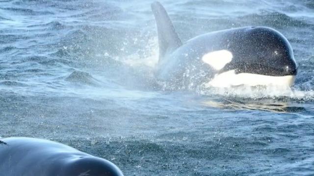 cbsn-fusion-endangered-orcas-at-risk-from-us-navy-activists-warn-thumbnail-523647-640x360.jpg 