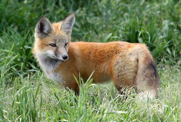Red Fox generic pic from CPW 