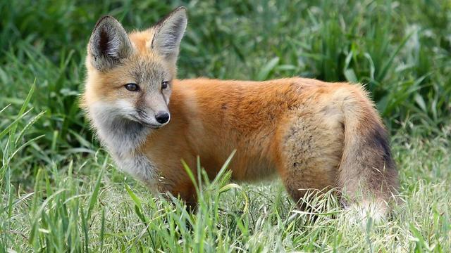 Red-Fox-generic-pic-from-CPW.jpg 