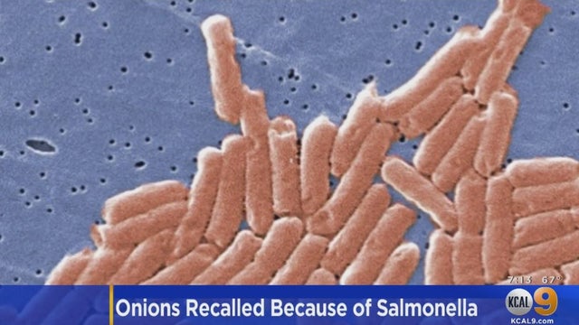 Salmonella.jpg 