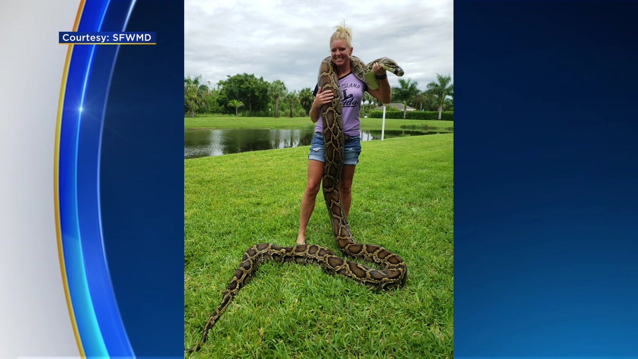 Florida Marks Milestone With 5,000 Invasive Burmese Pythons Removed ...