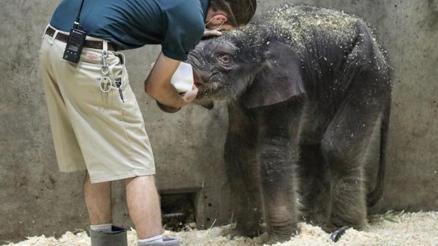 keeper-feeding-elephant-saint-louis-zoo-web.jpg 