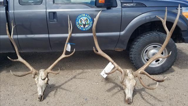 Meeker-Elk-Poaching-1-CPW.jpg 