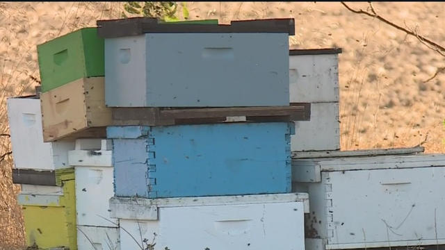 bee-boxes.jpg 