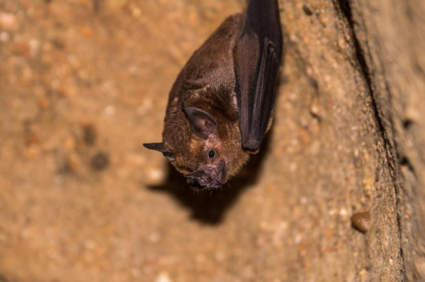 Bat hanging from the ceiling of a dark cave 
