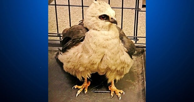CPW Rescues Raptor Injured In Wednesday's Hail Storm - CBS Colorado