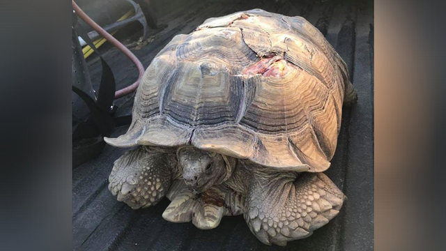 tortoise.png 