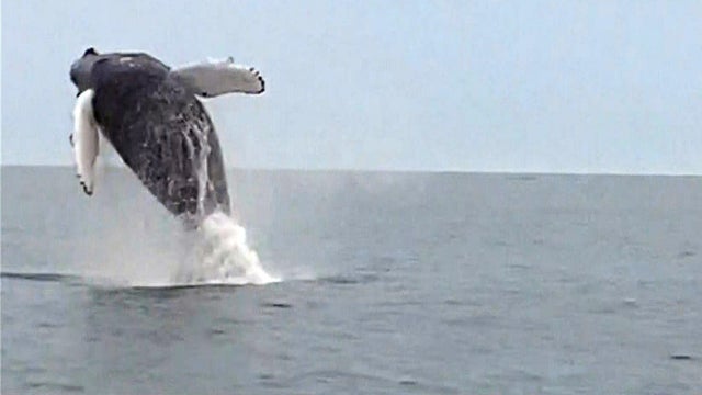 JIM_SMITH_WHALE_SIGHTING-20200808.01_frame_5787.jpg 