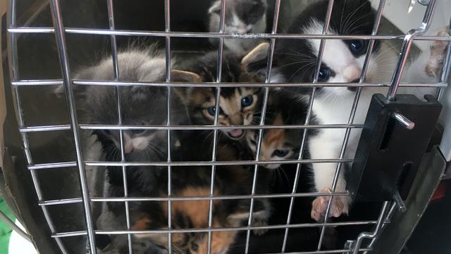 Kittens-Saved-6-from-Weld-County-SO.jpg 