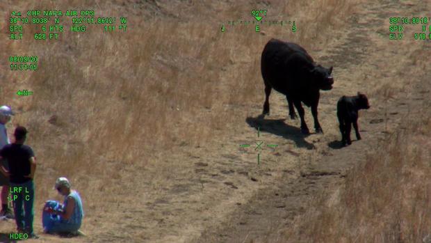 Couple rescued from cow in Solano County 