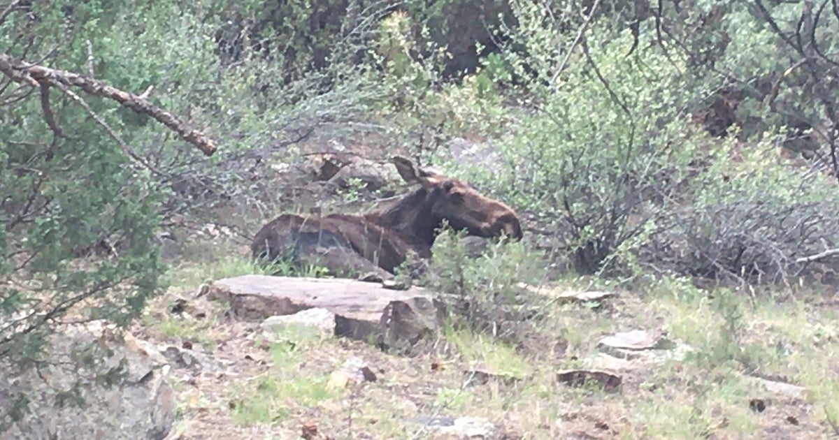 JeffCo Open Space Ranger: Don't Feed Moose Pizza - CBS Colorado