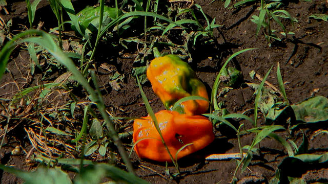 Peppers-Destroyed-By-Hail-To-Be-Used-For-Cry-Baby-Craigs-Hot-Sauce.jpg 