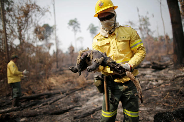 A Brazilian Institute for the Environment and Renewable Natural Resources (IBAMA) fire brigade member holds a dead anteater while attempting to control hot points in a tract of the Amazon jungle near Apui 