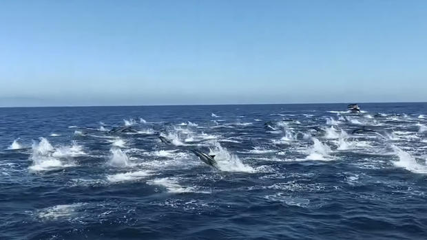 Dolphin Stampede 