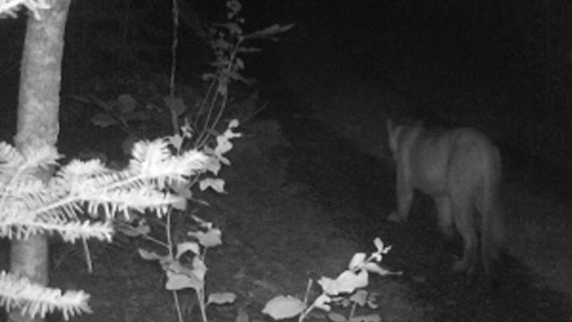 cougar-tralcam-pic2_original.jpg 