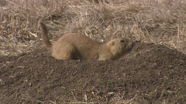 prairie-dog.jpg 