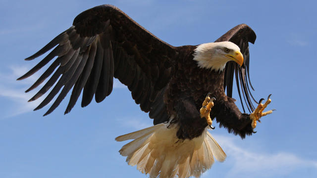 Bald_Eagle_shutterstock_76125697.jpg 