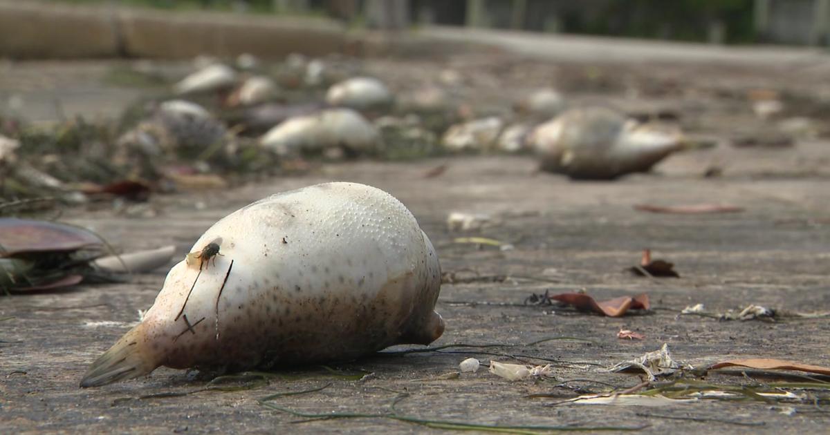 Biscayne Bay Watershed Management Advisory Board meets on hottest fish destroy