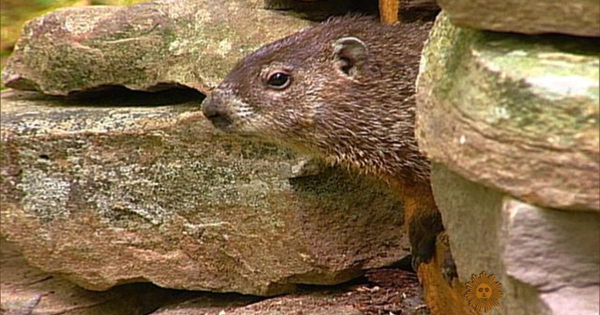 groundhog day cbs news