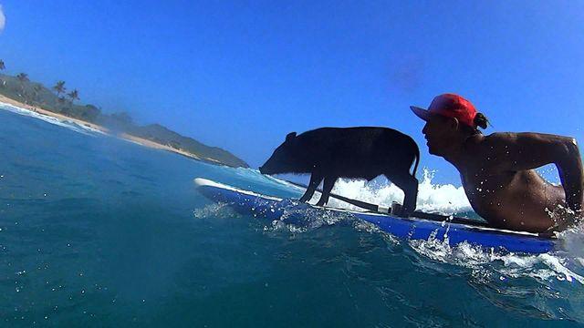 us-0214-surf-pig-640x360.jpg 