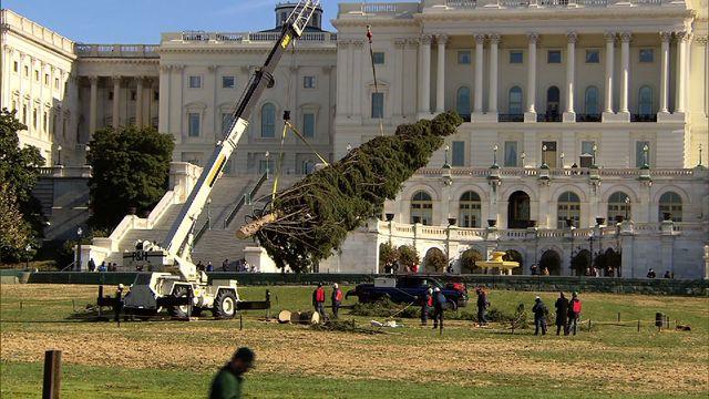 politics-capitolchristmastree-1125-640x360.jpg 