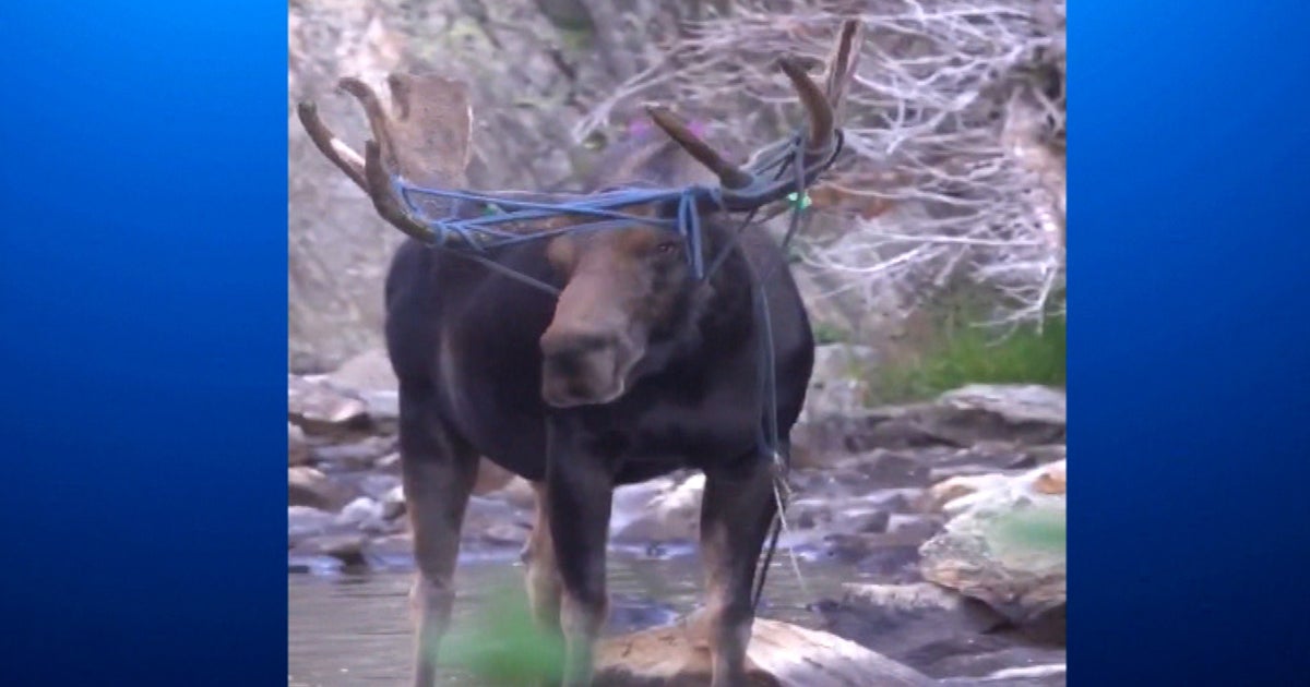 Keep An Eye Out For This Moose With A Rope Tangled In Antlers - CBS ...