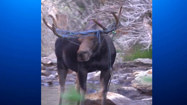 moose-with-rope-1.jpg 