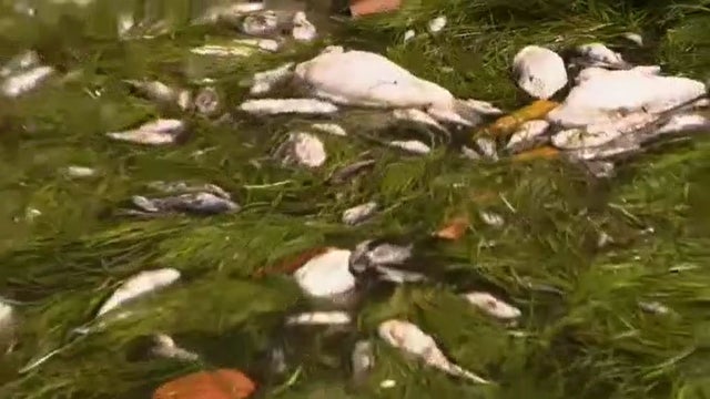 Fish-Kill-Biscayne-Bay.jpg 