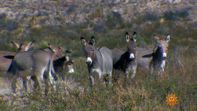 wild-burros1920-530725-640x360.jpg 