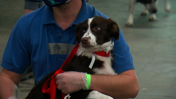 Rescue Dog Animal Humane Society 