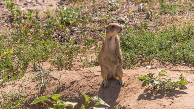 prairie_dog.jpg 