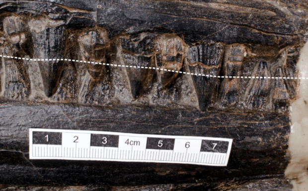 ichthyosaur dinosaur fossil teeth 