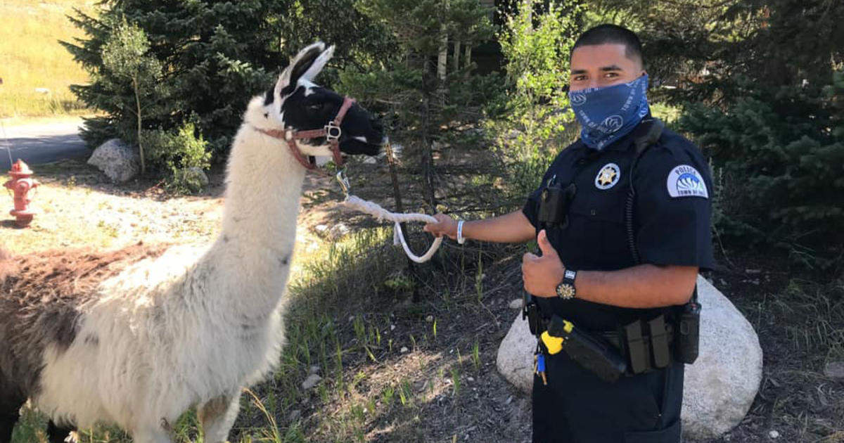 Llama, Llama, Lemonade Stand Drama For Vail Police - CBS Colorado