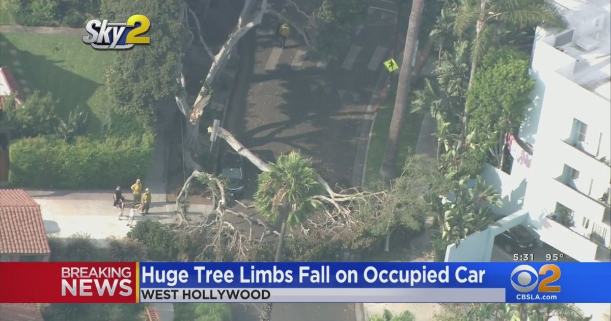 Large Tree Limb Falls On Car Parked On West Hollywood Street, No ...